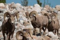 Bighorn sheep rams Royalty Free Stock Photo