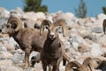 Bighorn sheep rams Royalty Free Stock Photo