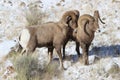 Bighorn sheep rams in Grand Teton National Park Winter Royalty Free Stock Photo