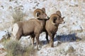 Bighorn sheep rams in Grand Teton National Park Winter Royalty Free Stock Photo