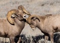 Bighorn Sheep Rams Royalty Free Stock Photo