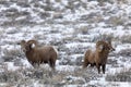 Bighorn Sheep Rams in Winter Snow in Wyoming Royalty Free Stock Photo