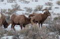 Bighorn Sheep Rams in Winter in Wyoming Royalty Free Stock Photo