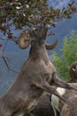 Bighorn sheep reaching higher to eat landscaping