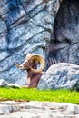 Bighorn Sheep Resting in the Rocky Mountains Royalty Free Stock Photo