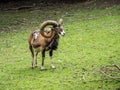 Portrait of sheep with large horns.