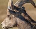 Bighorn Sheep shows off its great rack