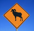 Bighorn sheep sign