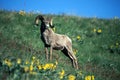 Ovis canadensis, Rocky Mountain Big Horn Sheep, Ram