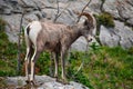 Bighorn Sheep Standing on a Rock Royalty Free Stock Photo