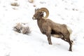 Bighorn Sheep standing on a slope in snow