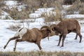 Bighorn Sheep Royalty Free Stock Photo