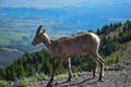 The bighorn sheep at Mount Washburn