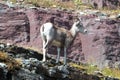 Bighorn Sheep walking on edge of cliff below Clements Mountain on Hidden Lake Pass in Glacier National Park in Montana USA