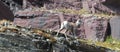 Bighorn Sheep walking on edge of cliff below Clements Mountain on Hidden Lake Pass in Glacier National Park in Montana USA