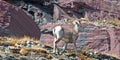 Bighorn Sheep walking on edge of cliff below Clements Mountain on Hidden Lake Pass in Glacier National Park in Montana USA