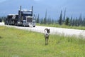 A bighorn sheep walks along a busy highway Royalty Free Stock Photo