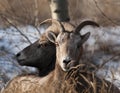 Pair Of Bighorn Sheep In Winter