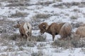 Bighorn Sheep Herd in Snow in Wyoming Royalty Free Stock Photo