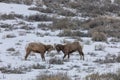 Bighorn Sheep in Wyoming in Winter Royalty Free Stock Photo