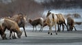 bighorn sheeps licking salt and minerals on a road Royalty Free Stock Photo