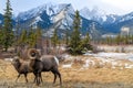 Bighorn sheep Ovis canadensis, Jasper National Park, Alberta, Royalty Free Stock Photo