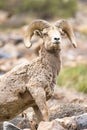 Bighorn vertical portrait