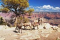 Bighorns in Grand Canyon Royalty Free Stock Photo