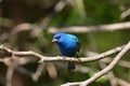 Male Indigo Bunting bird sits perched in a tree Royalty Free Stock Photo