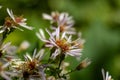 Bigleaf aster, Eurybia macrophylla