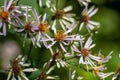 Bigleaf aster, Eurybia macrophylla