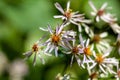 Bigleaf aster, Eurybia macrophylla