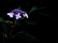 Bigleaf hydrangea blooming on black background Royalty Free Stock Photo