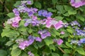 Bigleaf Hydrangea macrophylla Mariesii Perfecta, flowering shrub Royalty Free Stock Photo