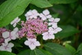 Bigleaf Hydrangea macrophylla Mariesii Perfecta, pink flowers Royalty Free Stock Photo