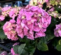 Bigleaf Hydrangea, Lacecap Hydrangea, Hydrangea macrophylla, pink cultivar Royalty Free Stock Photo