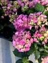 Bigleaf Hydrangea, Lacecap Hydrangea, Hydrangea macrophylla, pink cultivar Royalty Free Stock Photo