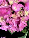 Bigleaf Hydrangea, Lacecap Hydrangea, Hydrangea macrophylla, pink cultivar Royalty Free Stock Photo