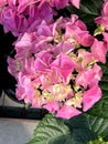 Bigleaf Hydrangea, Lacecap Hydrangea, Hydrangea macrophylla, pink cultivar Royalty Free Stock Photo