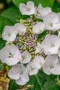 Bigleaf Hydrangea macrophylla Libelle, with white flowers Royalty Free Stock Photo