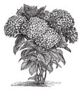 Bigleaf Hydrangea or Hydrangea macrophylla vintage engraving