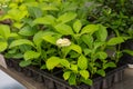 Bigleaf hydrangeas seedlings in pots on a table in hothouse. Growing new plants at home
