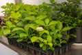 Bigleaf hydrangeas seedlings in pots on a table in hothouse. Growing new plants at home. Spring gardening