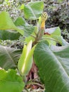 Bigleaf magnolia bud Royalty Free Stock Photo