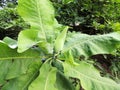 Bigleaf magnolia bud Royalty Free Stock Photo