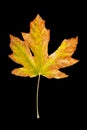 Bigleaf Maple leaf on black Royalty Free Stock Photo