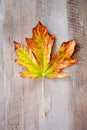 Bigleaf maple leaf closeup