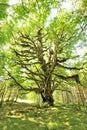 Bigleaf Maple, Quinault Rainforest Royalty Free Stock Photo