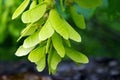 Bigleaf Maple seeds, Yosemite National Park