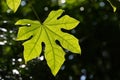 The bigleaf maple during summer Royalty Free Stock Photo